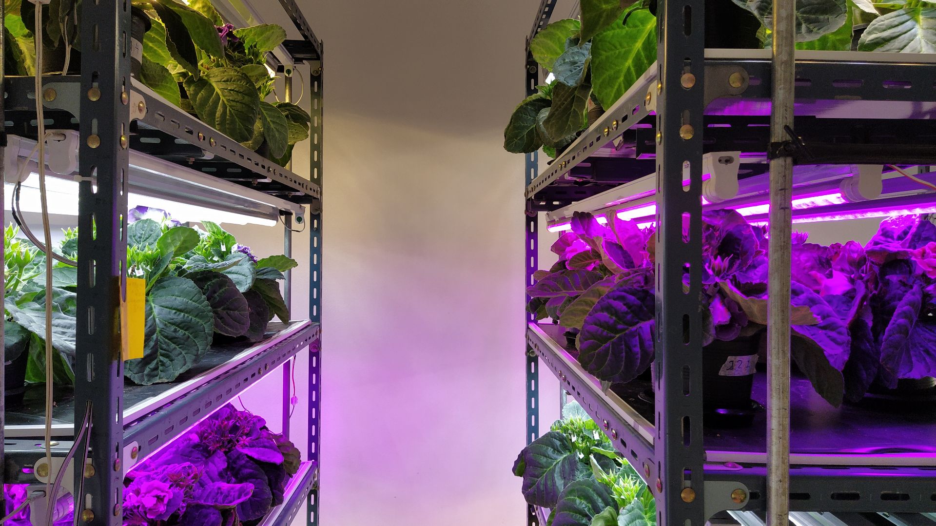 Shipping Container Greenhouses for Sustainable Produce